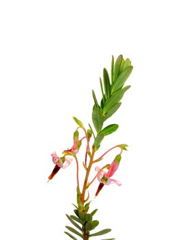 Cranberry flowers (Vaccinium macrocarpon)