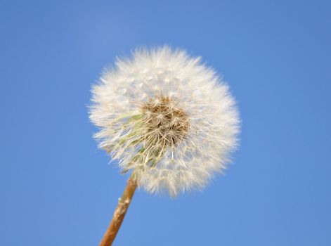 Dandelion