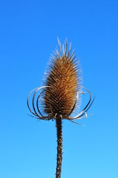 Fuller's teasel (Dipsacus fullonum)