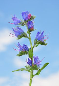 Viper's Bugloss (Echium vulgare)