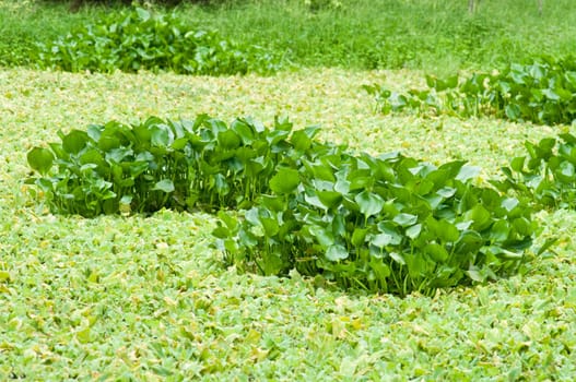 Water hyacinth in the swamp, Nature background