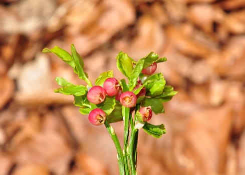 Bilberry in bloom