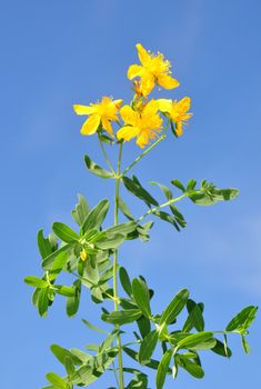 St John's wort (Hypericum perforatum)