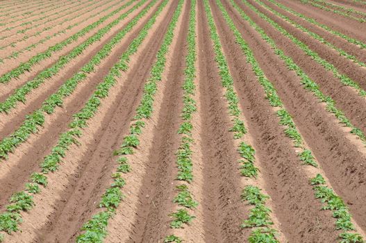 Potato field