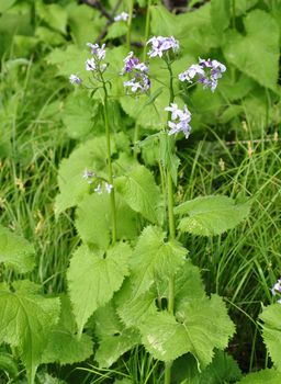 Perennial honesty (Lunaria rediviva)