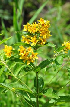 Yellow loosestrife (Lysimachia vulgaris)