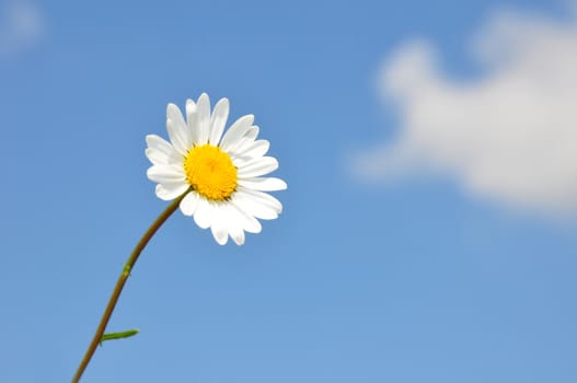 Oxeye daisy (Leucanthemum vulgare)