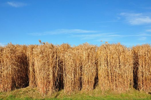 Giant grass (Miscanthus)