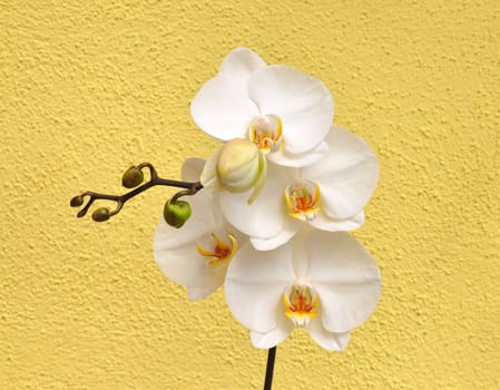 Orchid flowers