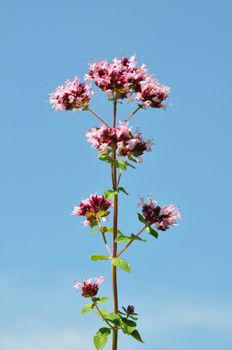 Oregano (Origanum vulgare)