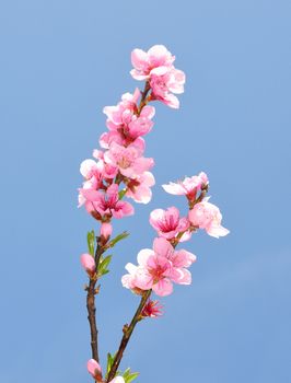 Peach flower (Prunus persica)