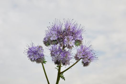 Phacelia, Scorpionweed (Phacelia tanacetifolia)