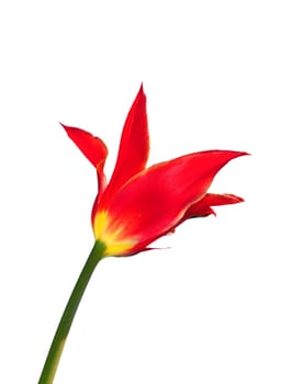 Red tulip