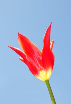 Red tulip