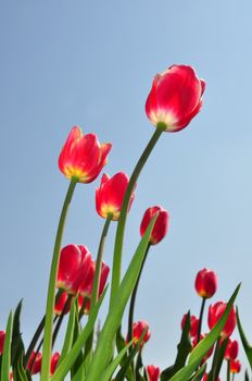 Red tulips