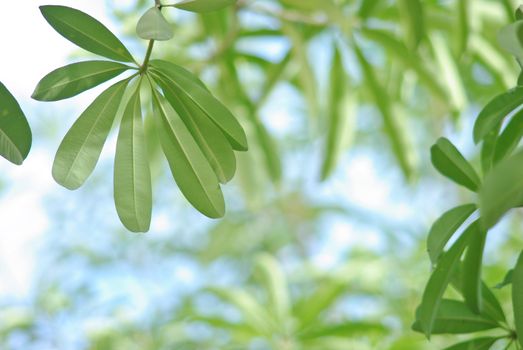 Leaf background with the blue sky