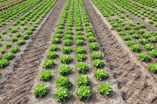 Lettuce field