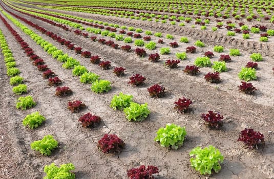 Lettuce field