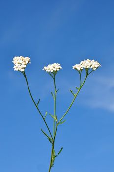 Yarrow (Achillea millefolium)