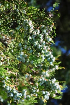 Fruits of false cypress (Chamaecyparis)