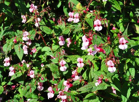 Himalayan balsam (Impatiens glandulifera)