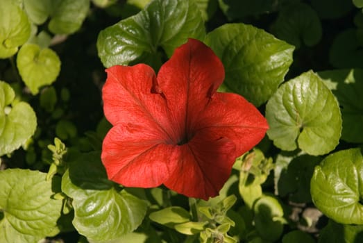 The Red and the young, blossoming flower in the garden