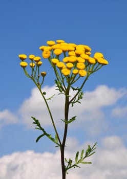 Tansy (Tanacetum vulgare)