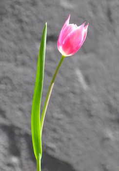 Purple tulip