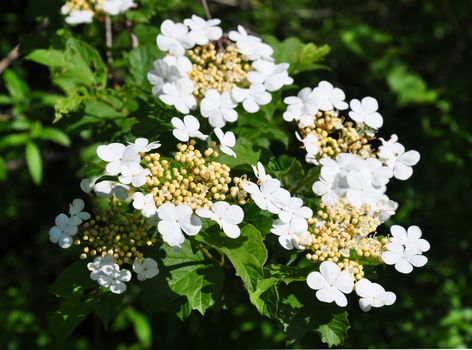 Guelder rose (Viburnum opulus)