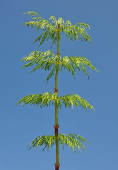 Wood horsetail (Equisetum sylvaticum)