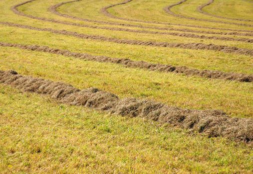 Meadow with hay