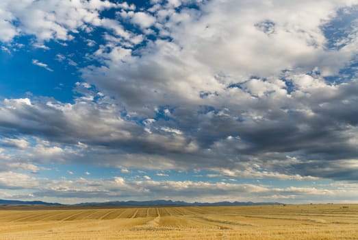 Harvested wheat fields, the Madison Mountain Range and clouds, Gallatin County, Montana, USA