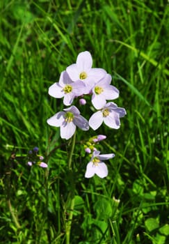 Cuckoo flower (Cardamine pratensis)