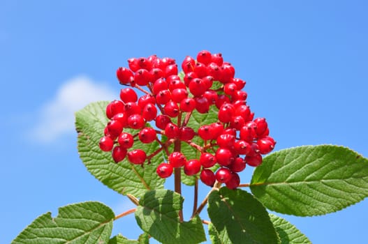 Wayfaring tree (Viburnum lantana)