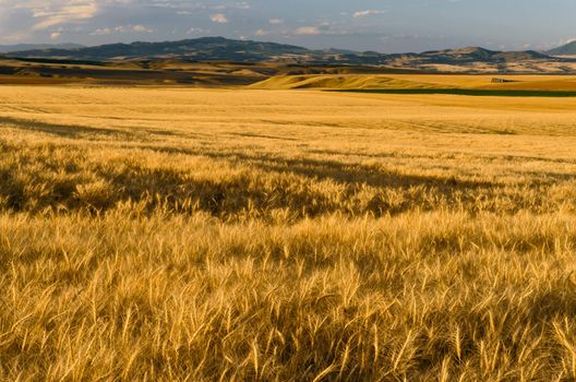 Ripe wheat fields and distant hills, Gallatin County, Montana, USA