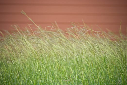 Abstract movement of grass field with wooden wall background