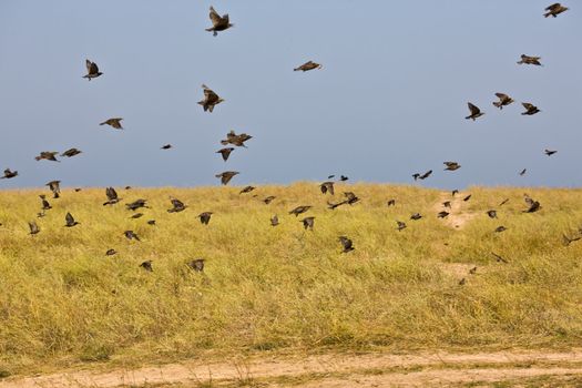 nature series: flock of birds in summer