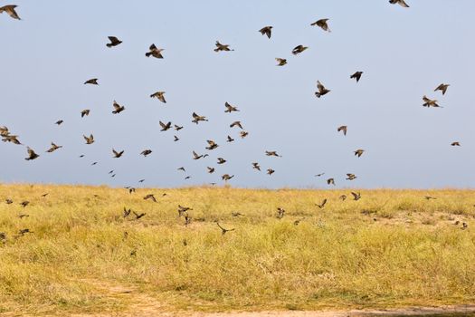 nature series: flock of birds in summer