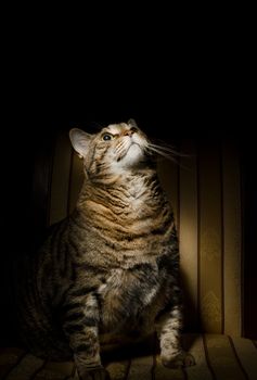 Big fat cat in low key on armchair