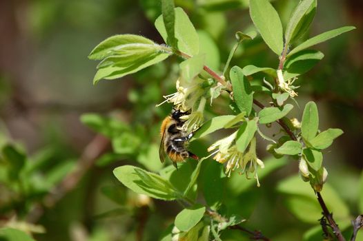 Bumblebee gathers pollen on the flower