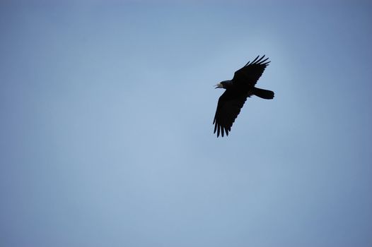 Black crow flying against blue sky