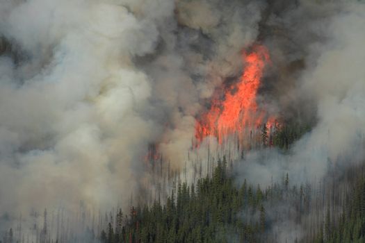 Huge flames burning coniferous trees in the forests of the Rocky Mountains