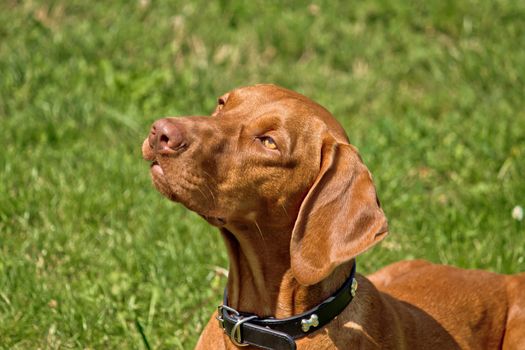 Hungarian viszla posing - Hungarian pointer hunting dog III
