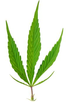 fresh green marijuana leaves isolated on white