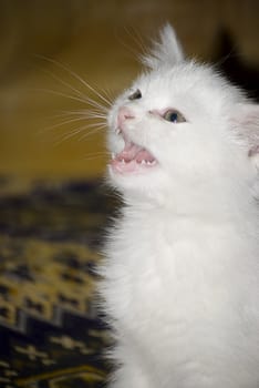little white kitten looking up with open mouth