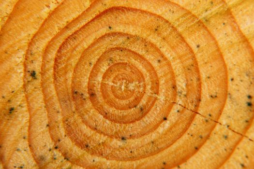 Detail close up of  a wood surface