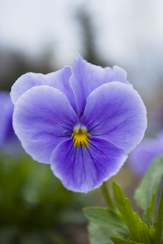 beautiful viola pansy flower at spring in a garden