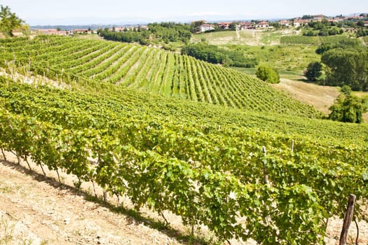 Barbera vineyard during spring season, Monferrato area, Piedmont region, Italy