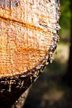 Cut wood and a lump in the woods