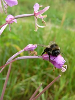 Cute fuzzy bumblebee on the flower in field